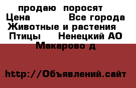 продаю  поросят  › Цена ­ 1 000 - Все города Животные и растения » Птицы   . Ненецкий АО,Макарово д.